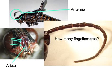 Insect Anatomy – The Head – UNBC BIOL 322, Entomology