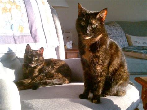 "Tortitude" - The Unique Personality of Tortoiseshell Cats