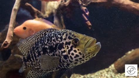 Jaguar Cichlid Care - Everything You Should Know