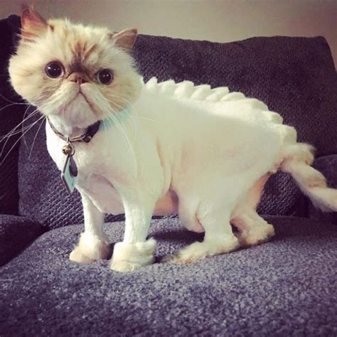 Dinosaur Cat Haircuts (20 pics)