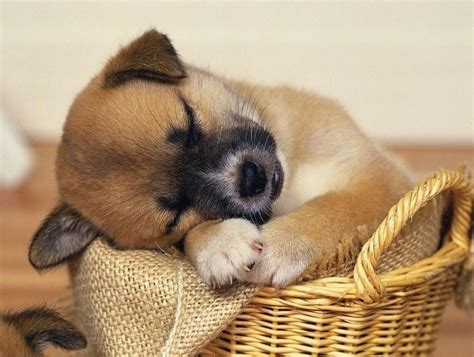 32 Cute sleeping puppies (32 pics) | Amazing Creatures