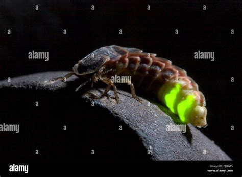 glowworm, glow-worm, great European glow-worm beetle (Lampyris ...