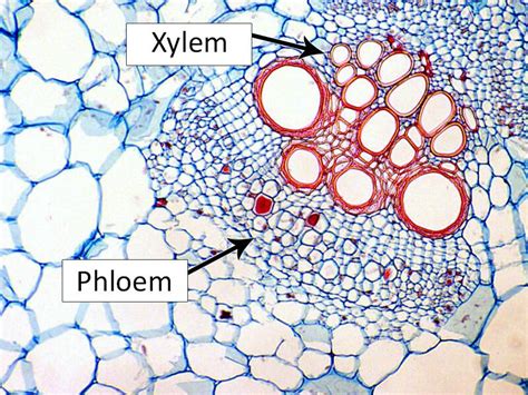 Cell Types, Phloem