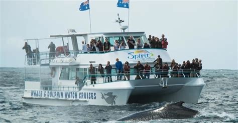 2.5-Hour Whale Watching Cruise From Nelson Bay