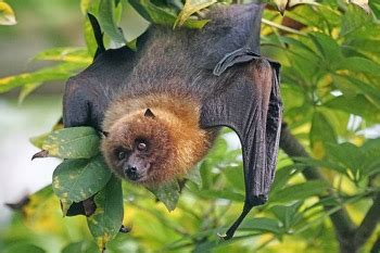 Flying-Fox Bat Habitat & Facts | What Are Flying-Fox Bats & Where Do They Live? | Study.com