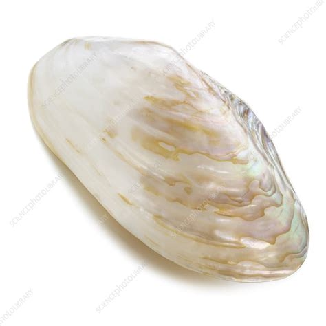 White coloured abalone shell - Stock Image - F012/1058 - Science Photo Library