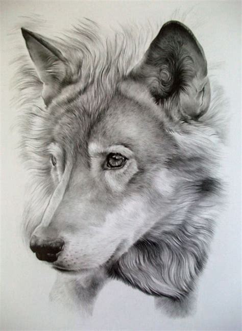 Lobo a lápiz | Pencil drawings of animals, Animal drawings, Animal art