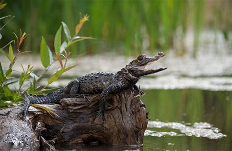 Amazon Caiman Facts - Rainforest Cruises