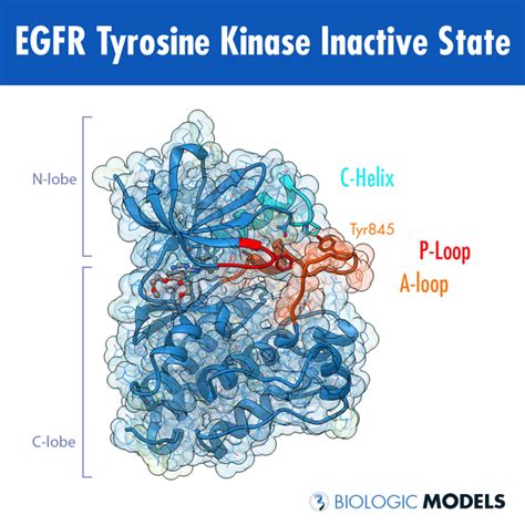 EGFR Tyrosine Kinase - Biologic Models