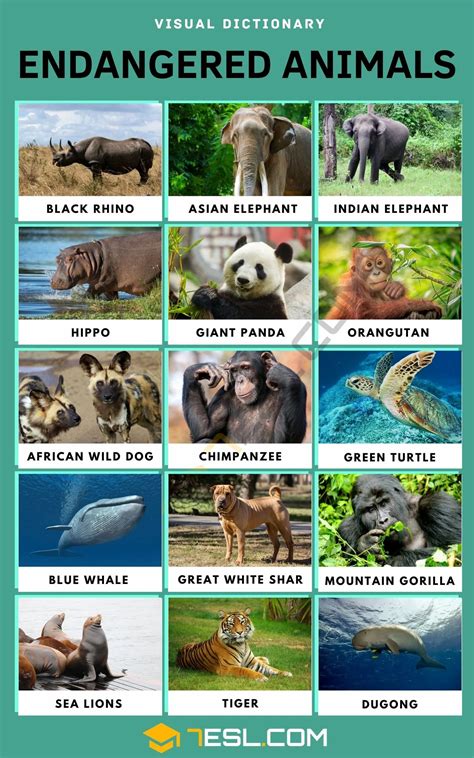 Endangered Animals: List of 15+ Endangered Species with Facts