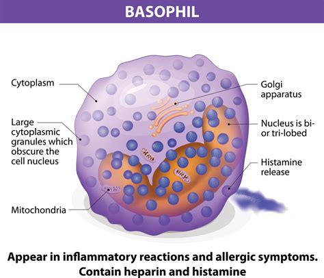 Basophil Activation Tests (BAT) - Customized Assays or Kits