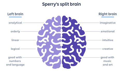 left-brain-right-brain_mythbusting_v4-740x360_2x