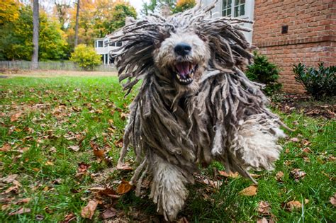 Bergamasco Shepherd coloring, Download Bergamasco Shepherd coloring for ...