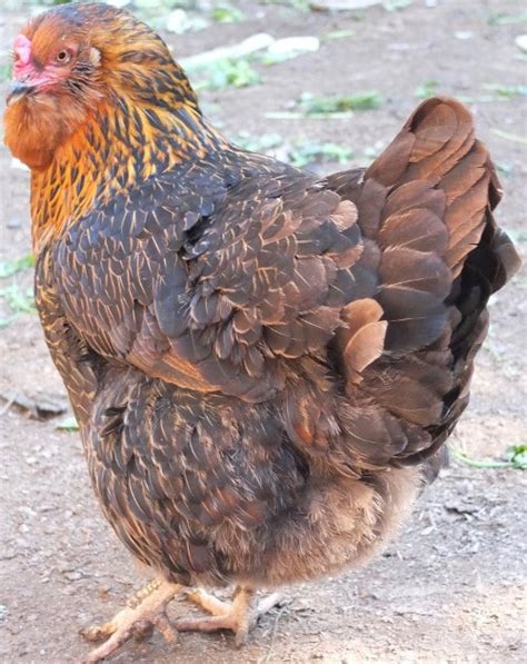 Complete guide to Olive Egger chickens and how to breed them. With FAQ's - Cluckin