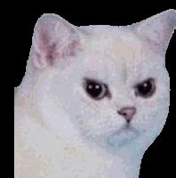 Angry Cat Meme Face