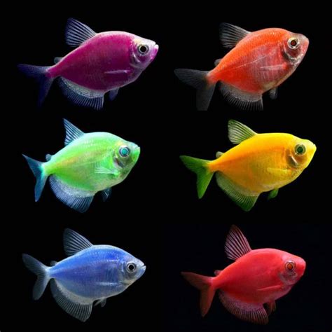 Electric Green GloFish Tetra - Gymnocorymbus ternetzi