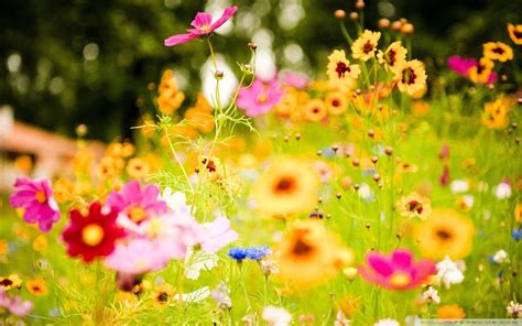 Summer Flower Wallpapers - Top Free Summer Flower Backgrounds - WallpaperAccess