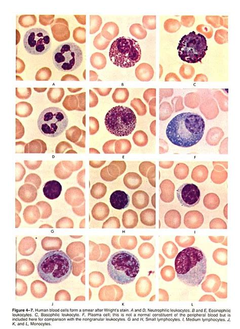 I love all these cells, but my favorite is the plasma cell. Biology ...