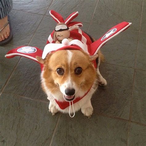 17 Best images about Corgis in Costumes! on Pinterest | Happy, Lobsters ...