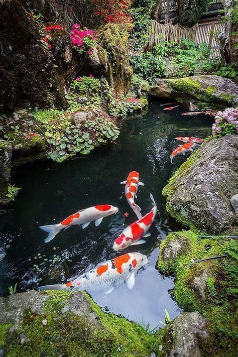 20+ Cool Fish Pond Garden Landscaping Ideas For Backyard Fish Pond Gardens, Koi Fish Pond, Koi ...