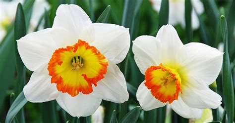 Narcissus Flowers-cs