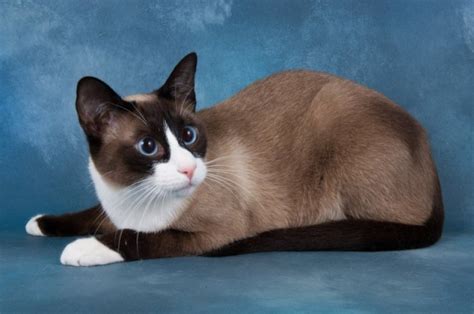 AnimalePierdute | Snowshoe - Informații, Caracteristici, Culori, Marime, Greutate, Pui