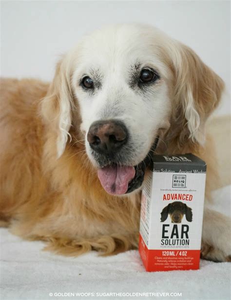 Dog Ear Cleaning Solution from #ReliqPet - Golden Woofs