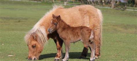 Miniature Pony Centre Day Out