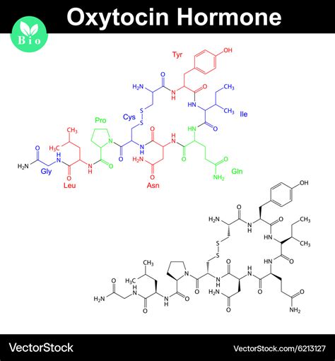 Oxytocin hormone molecule Royalty Free Vector Image