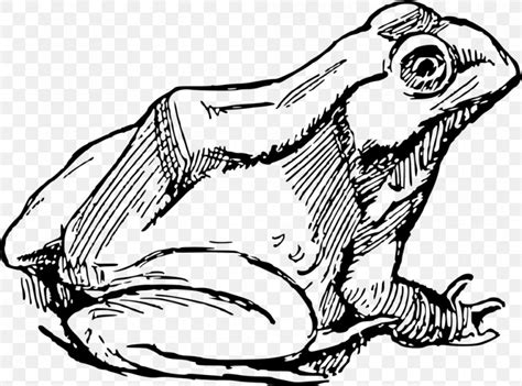 Frog Line Art Drawing Clip Art Illustration, PNG, 1010x750px, Frog, Art ...