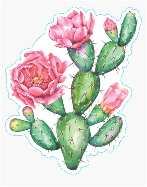 Cactus Clipart Watercolor - Flowering Prickly Pear Cactus Watercolor ...