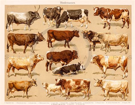 Vintage Cow Printable Illustration 1800s Antique (Instant Download) - Etsy Canada