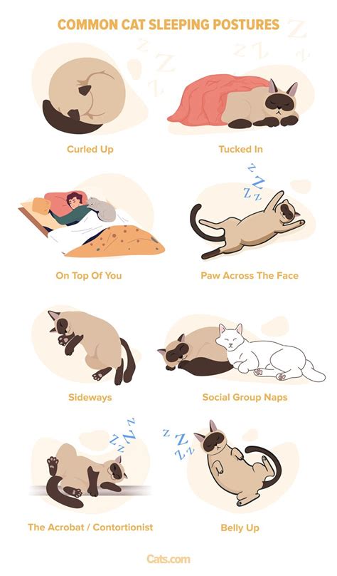 8 Most Common Cat Sleeping Positions & Meaning - Cats.com