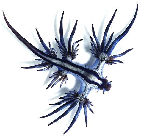 Glaucus atlanticus - Wikipedia