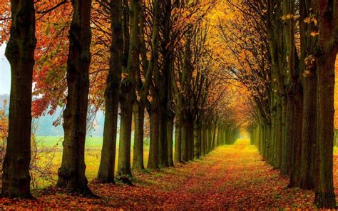 Beautiful nature scenery, forest, trees, autumn, path wallpaper ...