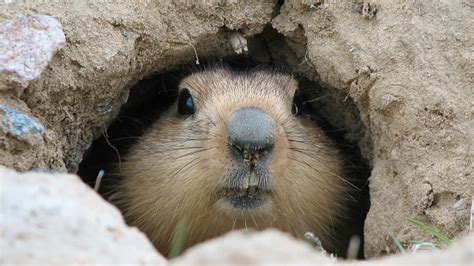 Groundhog After Winter Hibernation Baikonur Kazakhstan Stock Photo ...