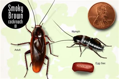 A Water Bug Identification Guide (with Pictures) - Cockroach Facts | Bug identification ...