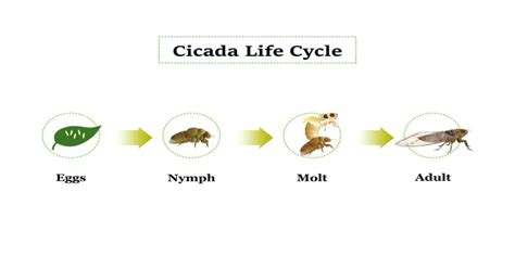 Cicadas Life Cycle