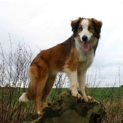 Welsh Sheepdog Breed Guide - Learn about the Welsh Sheepdog.