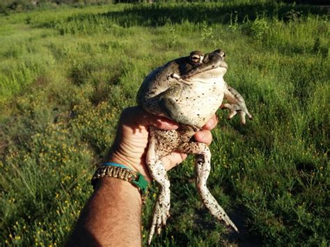 Natural History And Captive Care Of The Colorado River Toad - Reptiles Magazine