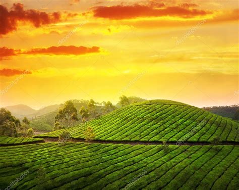 Tea plantation in Munnar — Stock Photo © byheaven #10329949