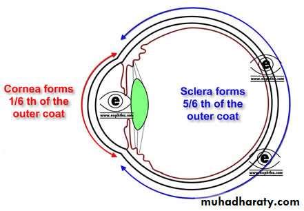 Eye Anatomy Sclera