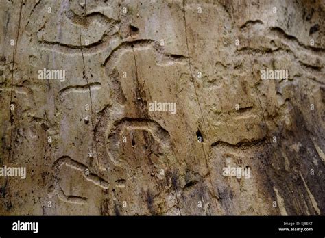 Bark beetle damage to a tree Stock Photo - Alamy