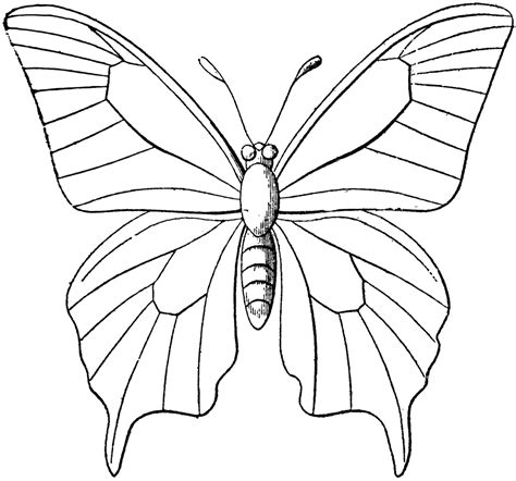 Butterfly Outline | ClipArt ETC