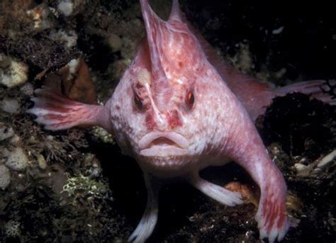 Pink Fish Images | Rare Pink Fish With “Hands” Found to Be a New ...