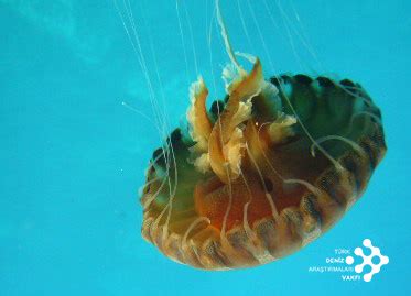 Jellyfishes Species | yayakarsa.org