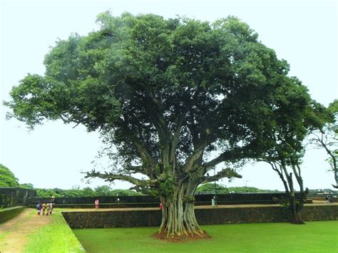 Spiritual Significance of Peepal Tree According to Mythology- khoobsurati