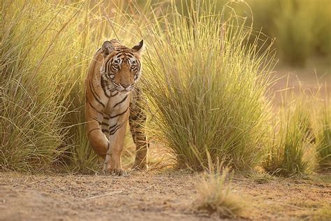 Animals Native to India - WorldAtlas