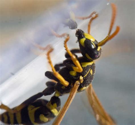 5 Best Wasp Trap Products: Wiping Your Wasp Woes Away