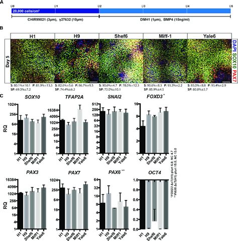 Robust Neural Crest Induction in Fully Defined Conditions (A) Schematic ...